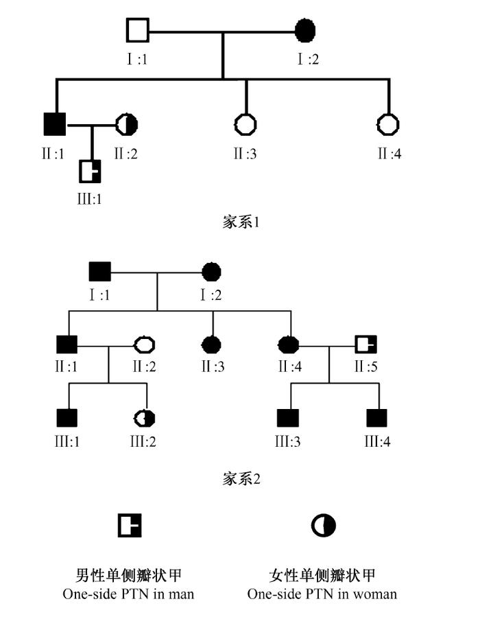 小脚趾甲分两瓣的，是在山西大槐树下失散的亲人？