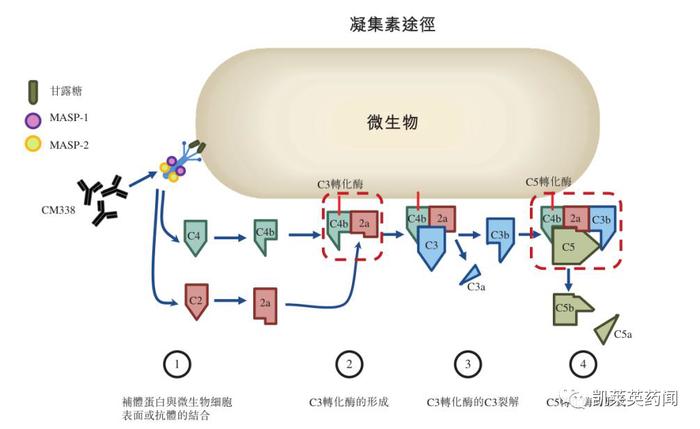 康诺亚：2023H1研发费用同比增长52%，剑指自免及肿瘤领域，ADC授权乘风而上