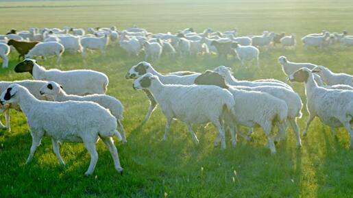 全流程规模化、标准化推动羊肉市场消费升级  阳坊胜利非遗技艺羊肉团体标准发布