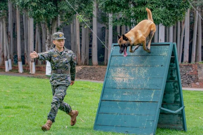 广西武警：多课目强化训练提升军犬实战能力