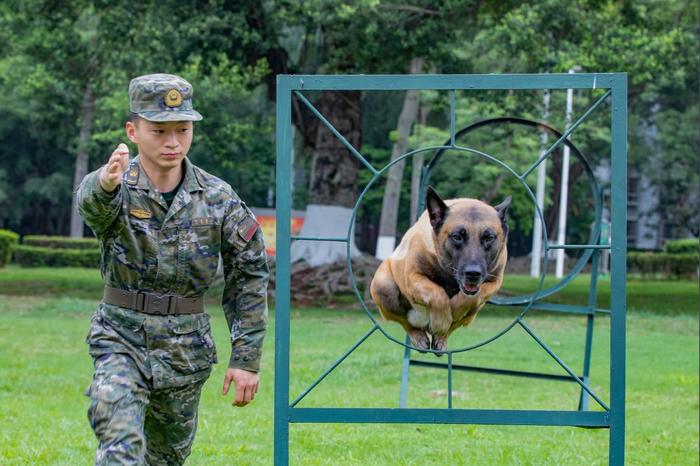 广西武警：多课目强化训练提升军犬实战能力