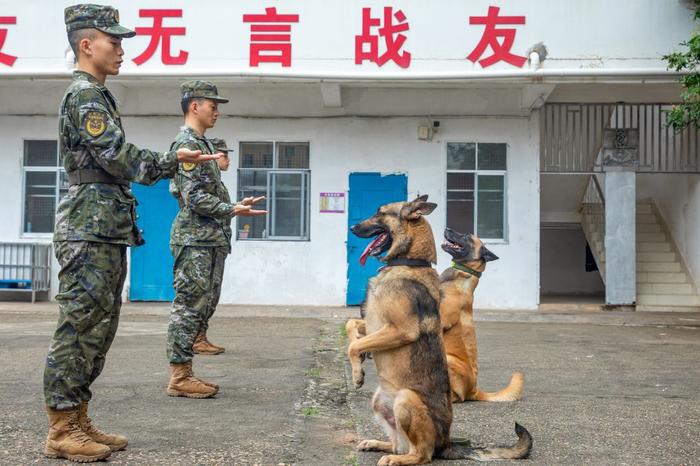 广西武警：多课目强化训练提升军犬实战能力