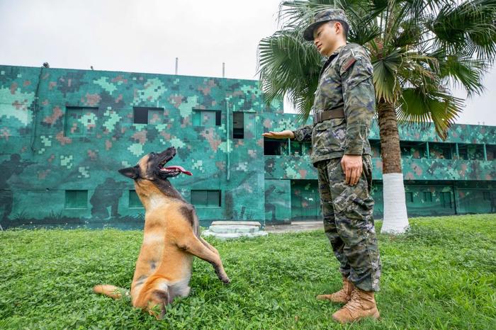 广西武警：多课目强化训练提升军犬实战能力