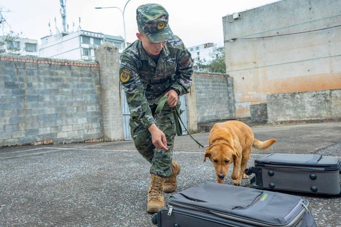 广西武警：多课目强化训练提升军犬实战能力