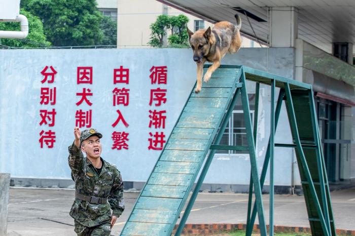 广西武警：多课目强化训练提升军犬实战能力