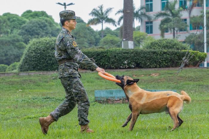 广西武警：多课目强化训练提升军犬实战能力