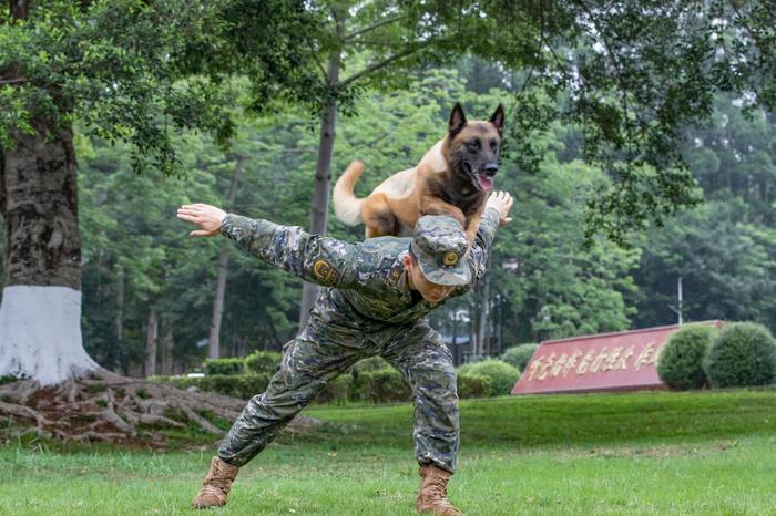 广西武警：多课目强化训练提升军犬实战能力