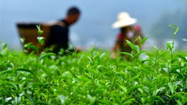 取法云南十里香古茶，喜提东方茶香，联合百雀羚开发国潮美妆日化