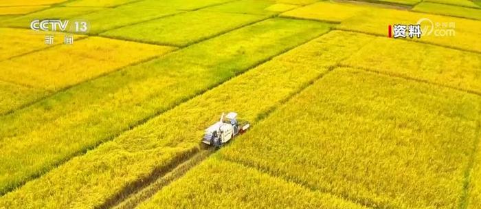 我国粮食安全保障水平显著提升 当家品种牢牢攥在自己手里