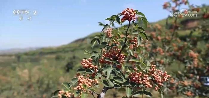 黄河岸边椒香浓 花椒树成为农民增收“幸福树”