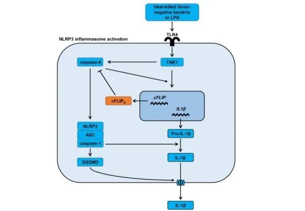 CELL MOL IMMUNOL | 孟广勋课题组揭示单核细胞替代性NLRP3炎症小体激活的负调控机制