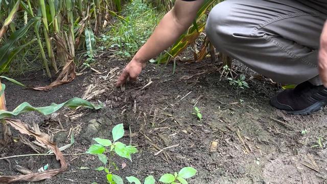 新华视点｜科学施策 助农减灾 守牢粮仓——农业大省吉林受灾农田生产恢复直击