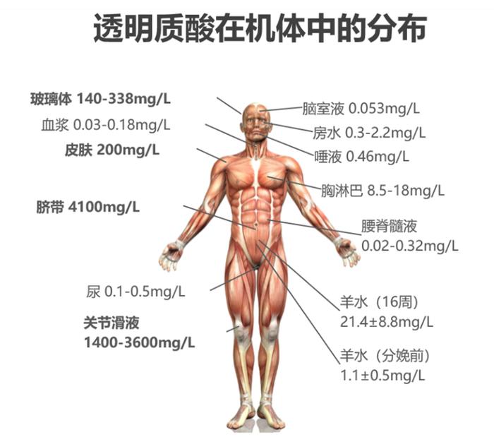 玻璃酸、透明质酸、玻尿酸、玻璃酸钠、透明质酸钠，傻傻分不清？