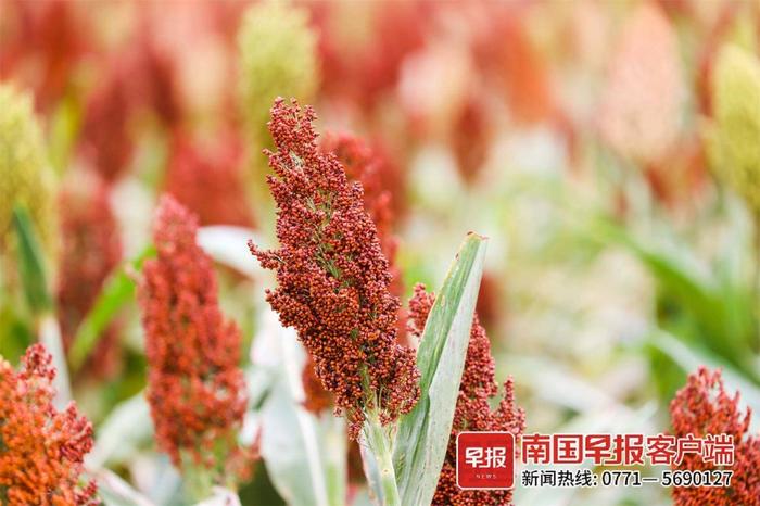 ▲高粱穗成熟后,一片暗红。记者 游拥军 摄