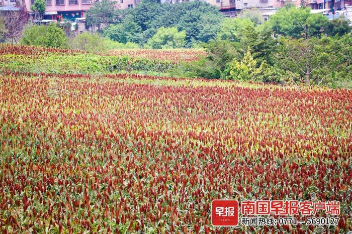 ▲在南宁市水塘江乐水公园,一大片的高粱已经成熟,果实呈暗红色。记者 游拥军 摄