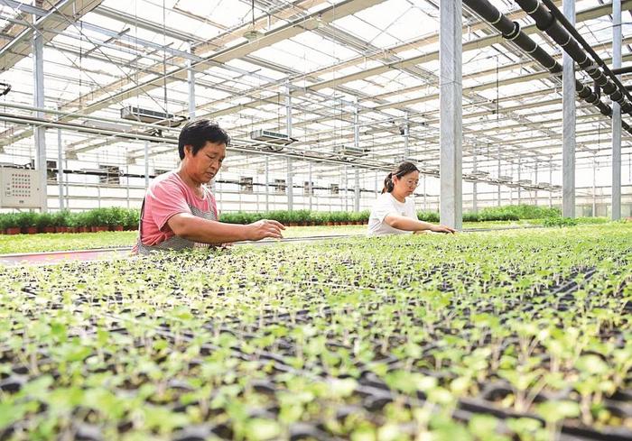 曲周县育苗产业园工人在育苗温室管理蔬菜秧苗