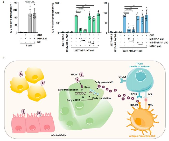 Nature Communications | 赵海艳/邓增钦团队合作揭示猴痘病毒免疫调节蛋白M2抑制T细胞激活的结构和分子机理