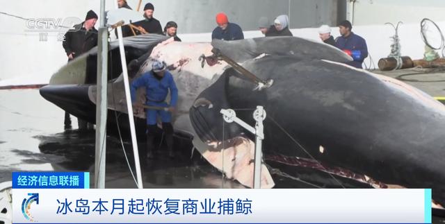 冰岛恢复商业捕鲸！国际善待动物协会：一个毁灭性且令人费解的决定