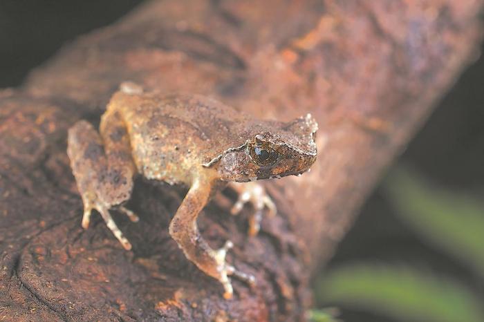 从新“三有”名录看福建生物多样性