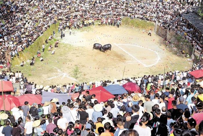 9月2日，从江县东朗镇举办“牛王”大赛，吸引了万名群众及游客前来观看。