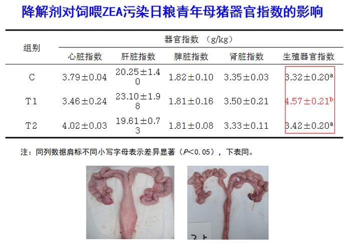 李宁：霉菌毒素对猪危害及其生物降解技术|第三届（2023）猪产业发展大会报告