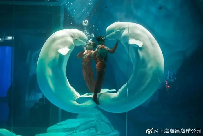 鲸鲨合影与水花嬉戏！一起跟【掌心百享团】打卡上海海昌海洋公园吧！
