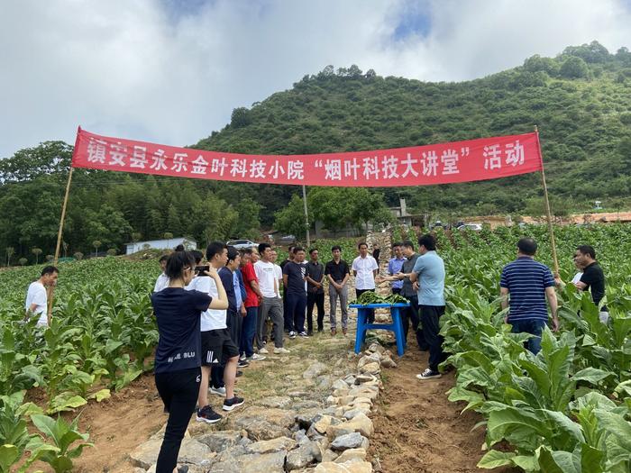 陕西商洛：“智慧”烟田遍开科技之花