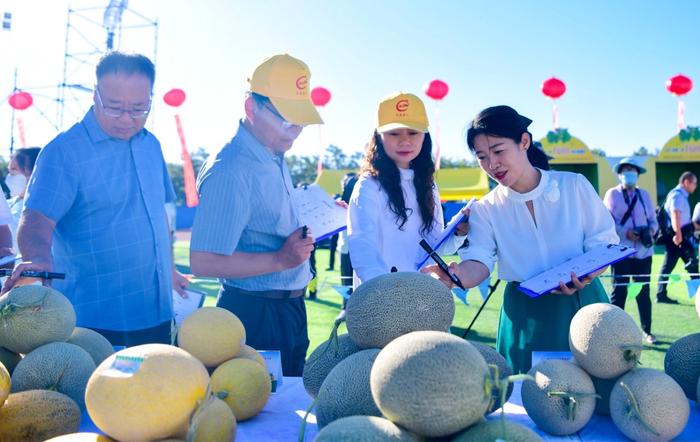 甘肃民勤：人才科技“双下乡”，“技术流”赋能蜜瓜产业