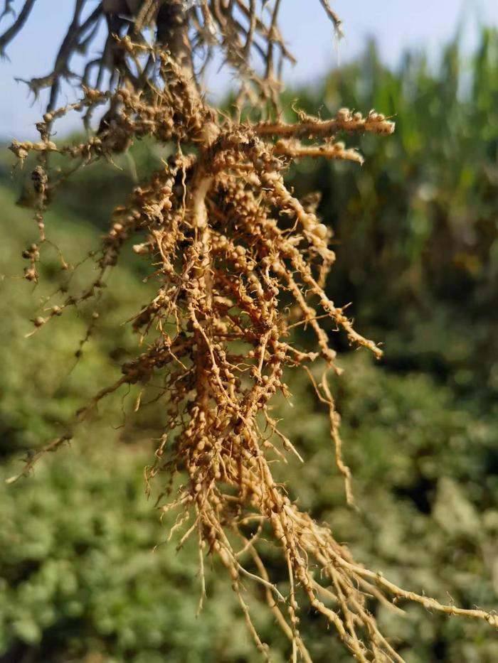 “花生ARC菌剂控毒固氮提质增产关键技术”测产观摩会在南阳举办