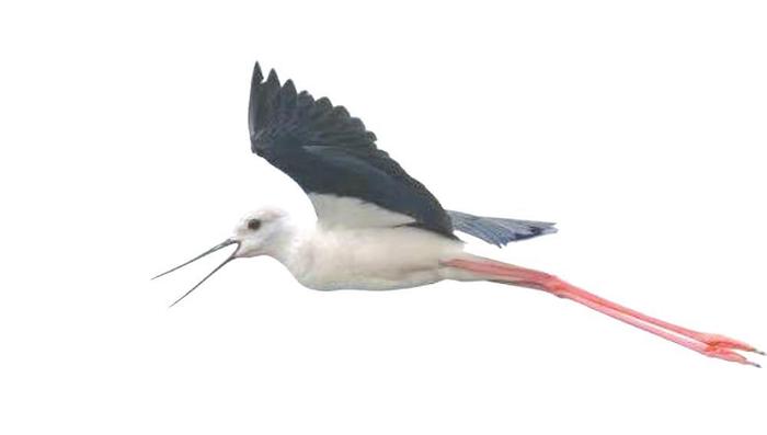 成都首次系统调查统计繁殖期鸟类 在蓉繁殖鸟类或多达245种