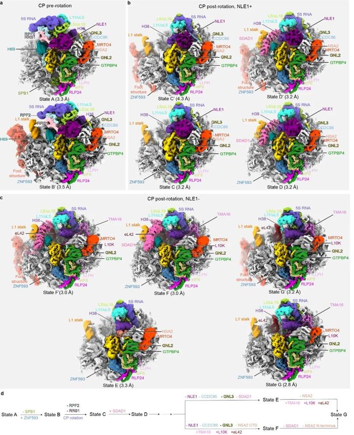 Cell Research | 北京大学高宁课题组揭示人源核糖体大亚基细胞核质内的成熟过程