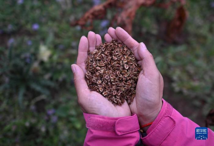 青海省果洛州：“草药间种”助力黑土滩治理