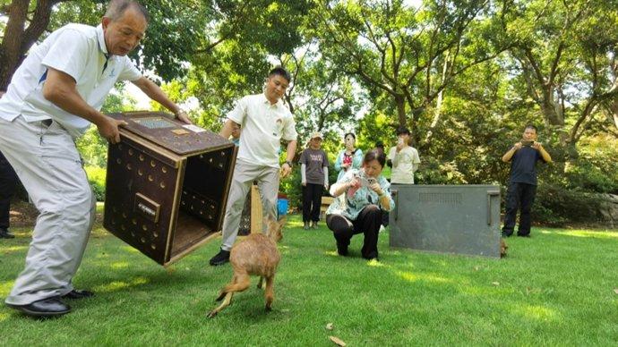 8头上海“土著”在公园安家，生物多样性保护和游园体验可以兼顾