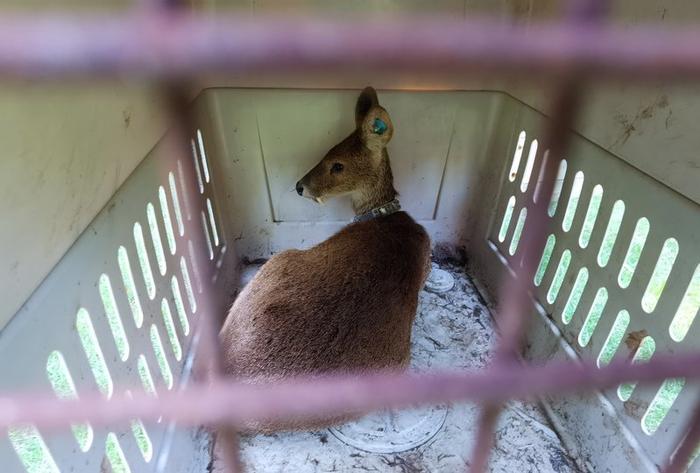 8头上海“土著”在公园安家，生物多样性保护和游园体验可以兼顾