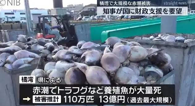 日本百万条养殖鱼死亡，原因公布