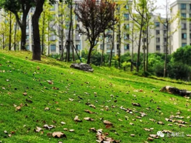 今天白露，天气转凉，未来几天松江以多云天气为主