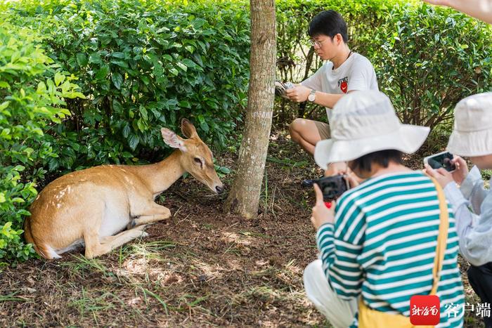 “坡地精灵”海南坡鹿在大田国家级自然保护区内种群数量稳步增多