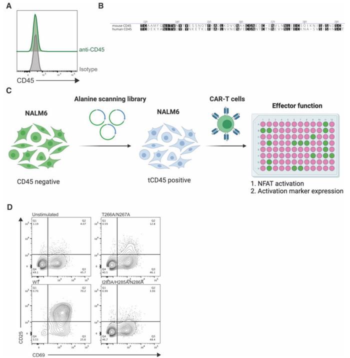 Science子刊：Carl June团队开发一种可治疗所有血癌的“通用型”CAR-T疗法