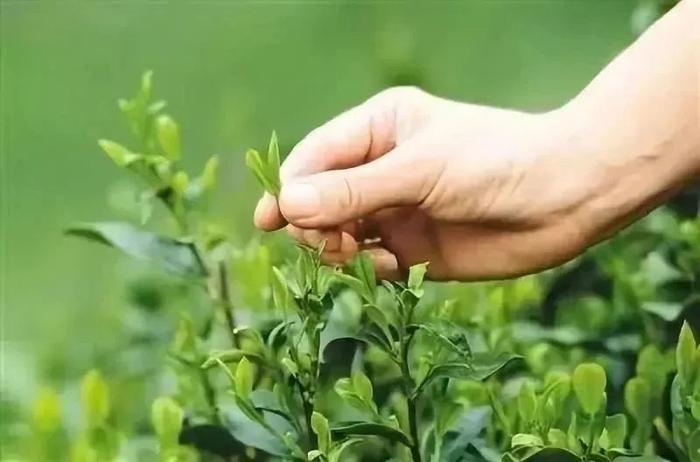 凤凰山核心产地「鸭屎香」，茶中香气天花板，一片单丛满屋香