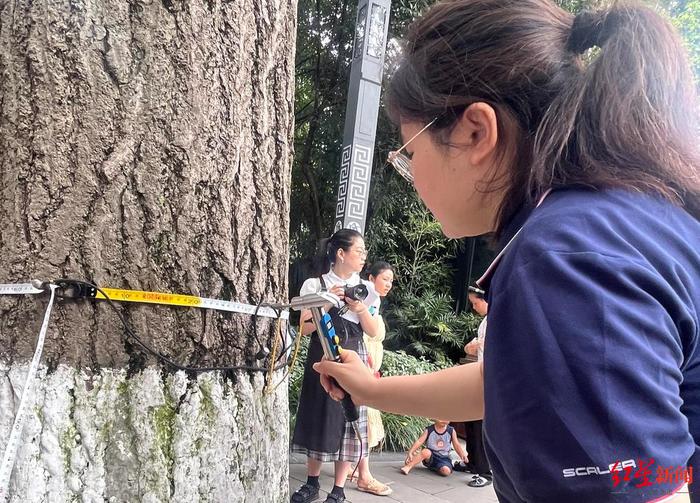 最新体检：成都1300岁“白果大仙”身体健壮！背后有群“古树医生”定期把脉