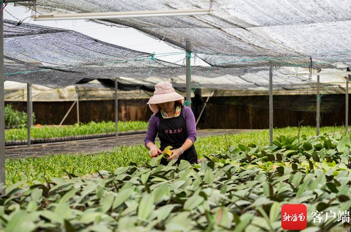 自贸港的年轻人丨“种兰人”谢光明扎根五指山：拓宽销售新路径 托起花农致富路