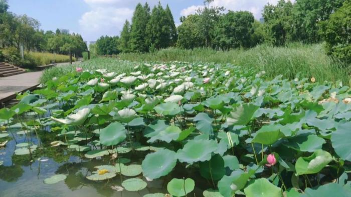 后滩滨江3000平方米的花海绚丽开放