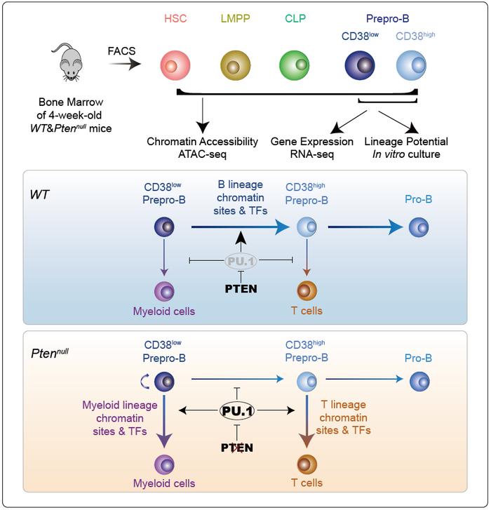 Cell Reports |吴虹/李程团队合作揭示PTEN通过PU.1调控造血系统谱系可塑性的细胞和分子机制