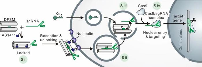 Nature子刊 | 樊春海院士/李江合作开发框架核酸状态机实现CRISPR系统在活细胞中的分级输运
