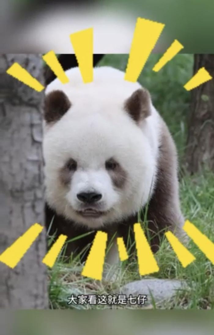 世上真有“金熊猫”吗？金熊猫奖的这只“金熊猫”有何独特之处？