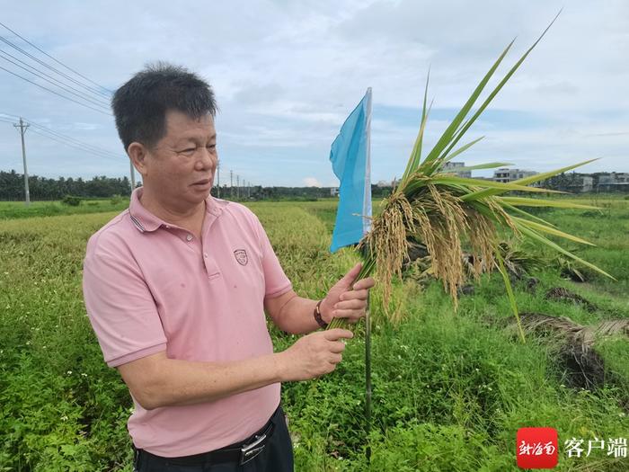 15个“海南好米”水稻品种田间“摆擂” 种植户现场看稻选种