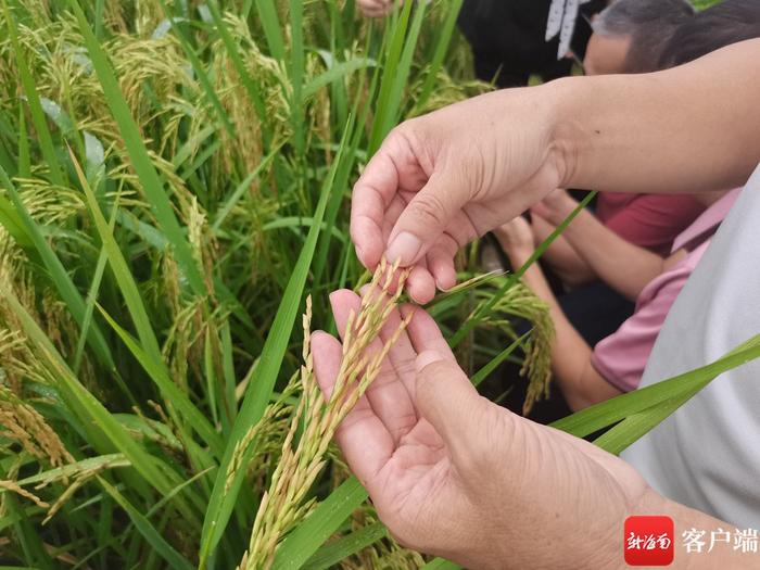 15个“海南好米”水稻品种田间“摆擂” 种植户现场看稻选种