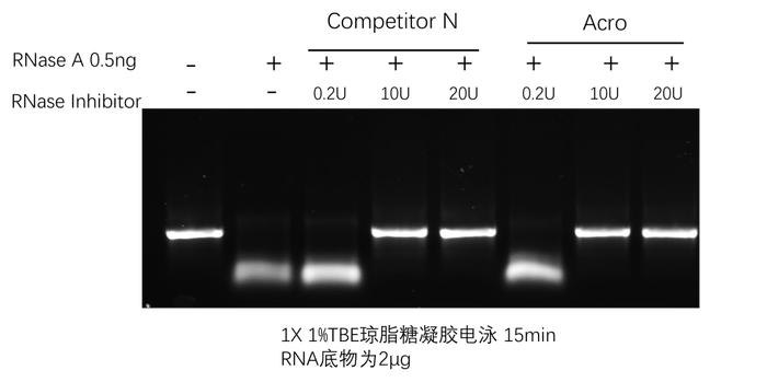 T7 RNA聚合酶等多款新品上线，助力mRNA药物研发进程！