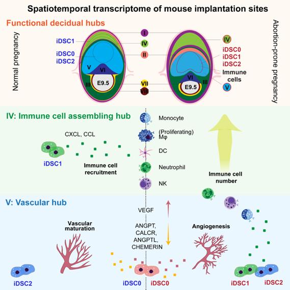 Cell | 杜鹏研究组时空解析免疫特性的蜕膜基质细胞介导妊娠早期子宫微环境的建立和稳态维持