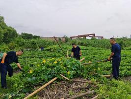 拆除违章搭建、美化房屋……他们提升乡村整体风貌